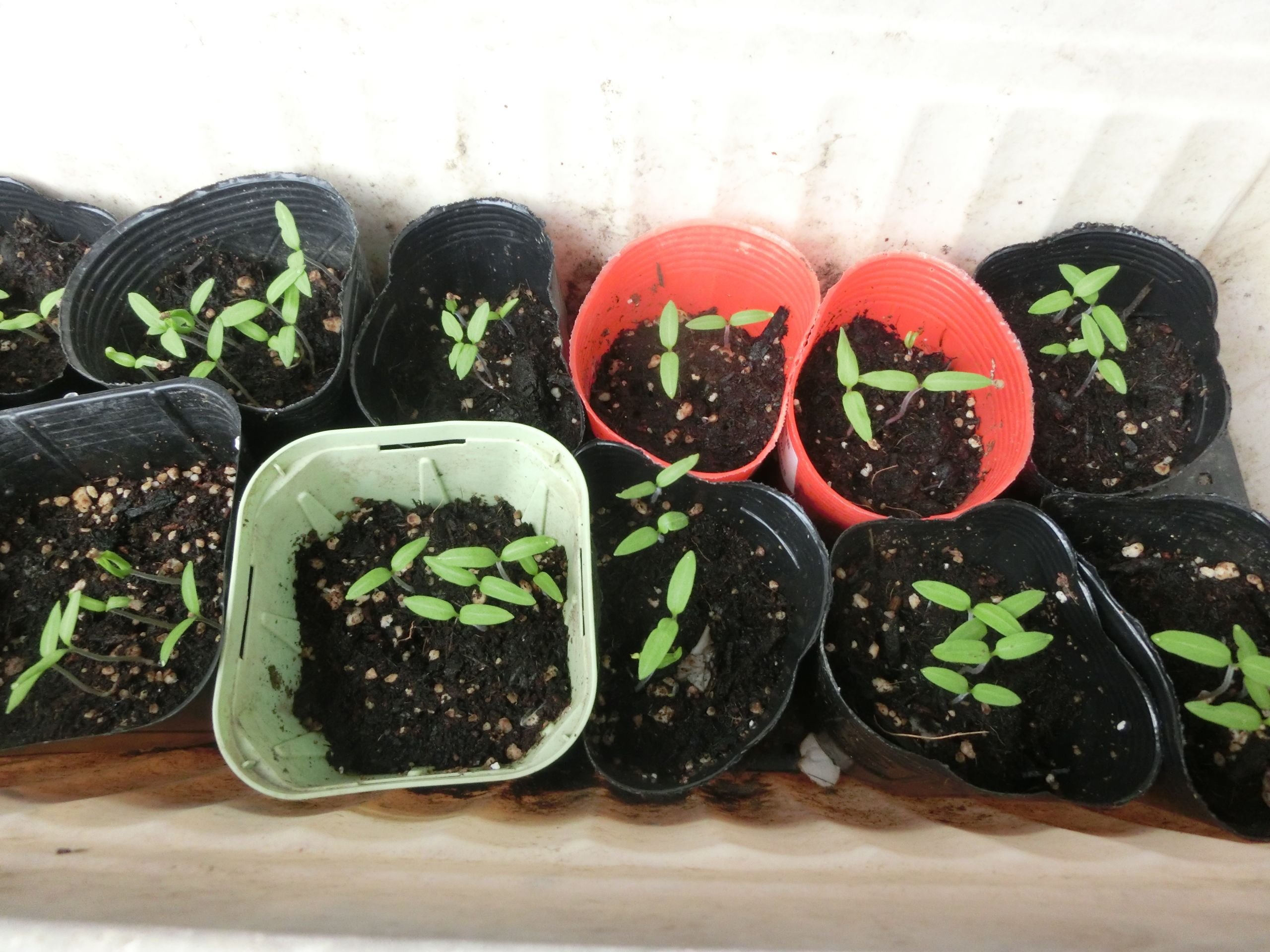 しっかり芽が出たミニトマト お庭のビオトープ 山之内 国男のブログ